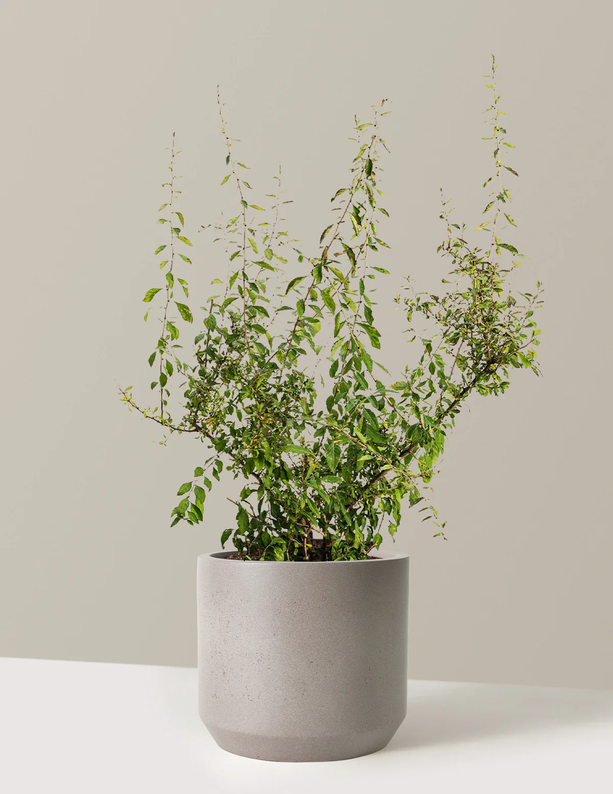 Goji Berry - Image 14