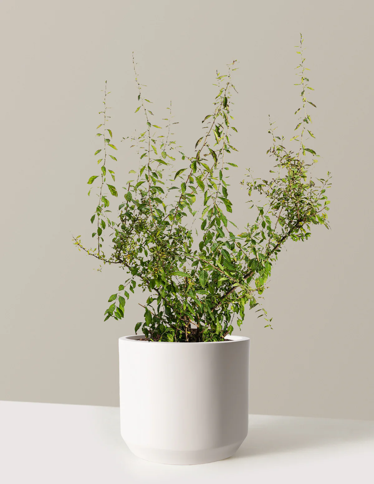 Goji Berry - Image 15