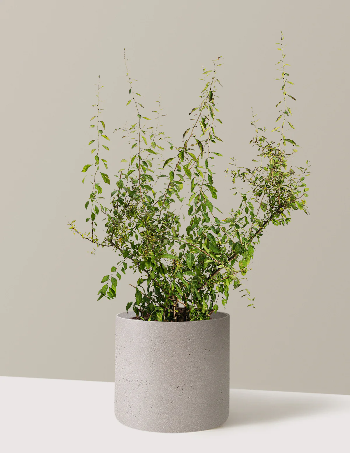 Goji Berry - Image 17