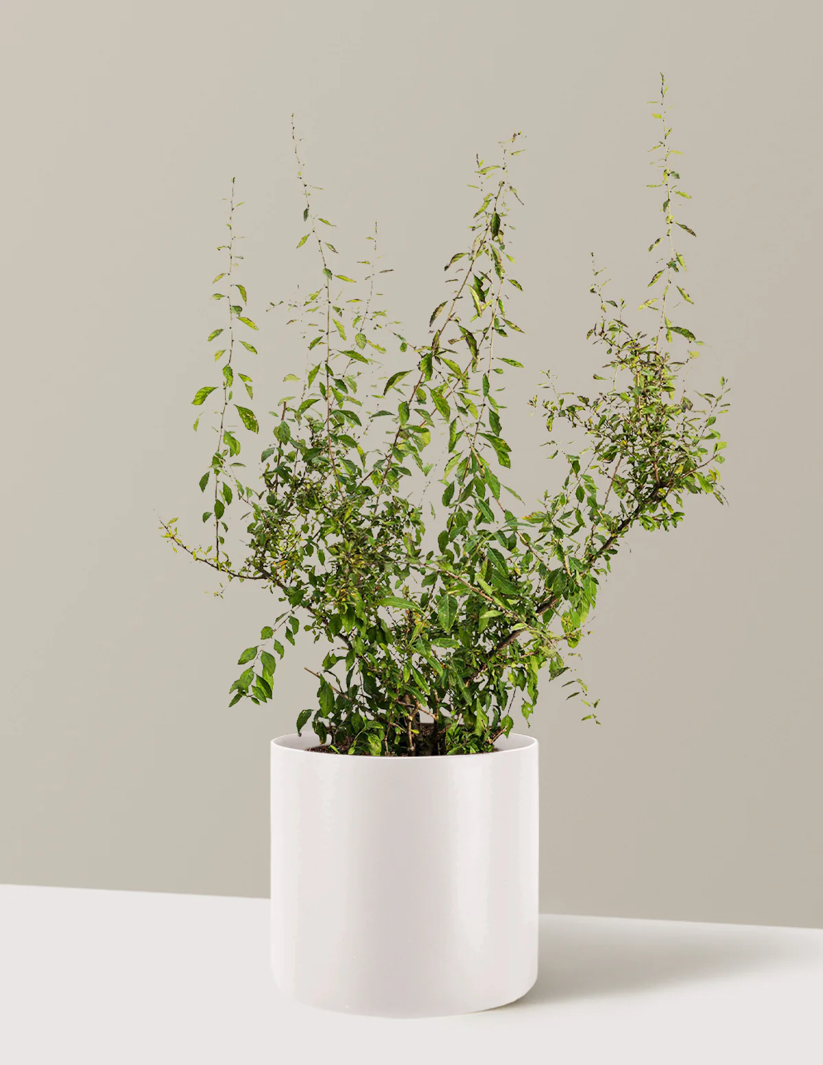 Goji Berry - Image 18