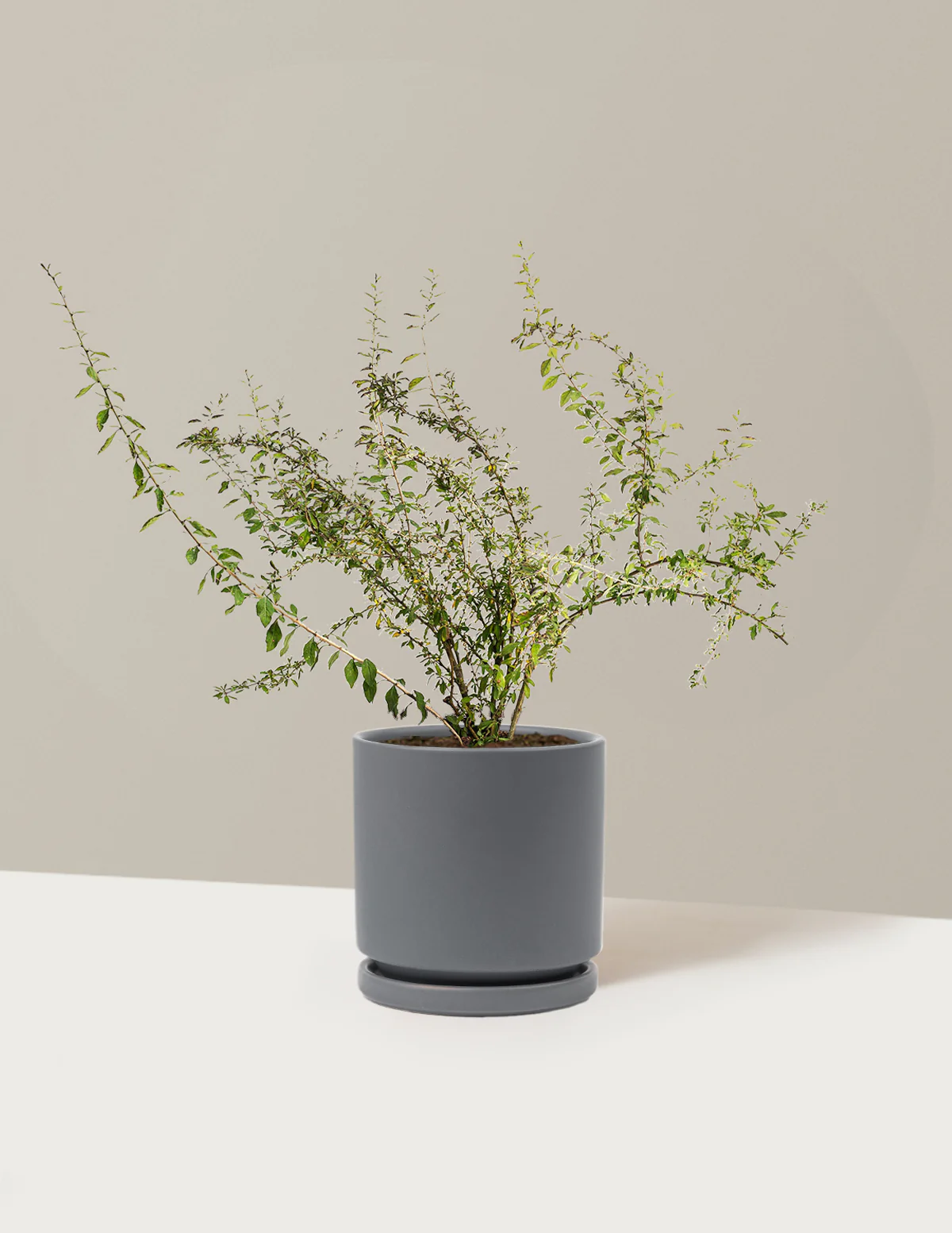 Goji Berry - Image 19