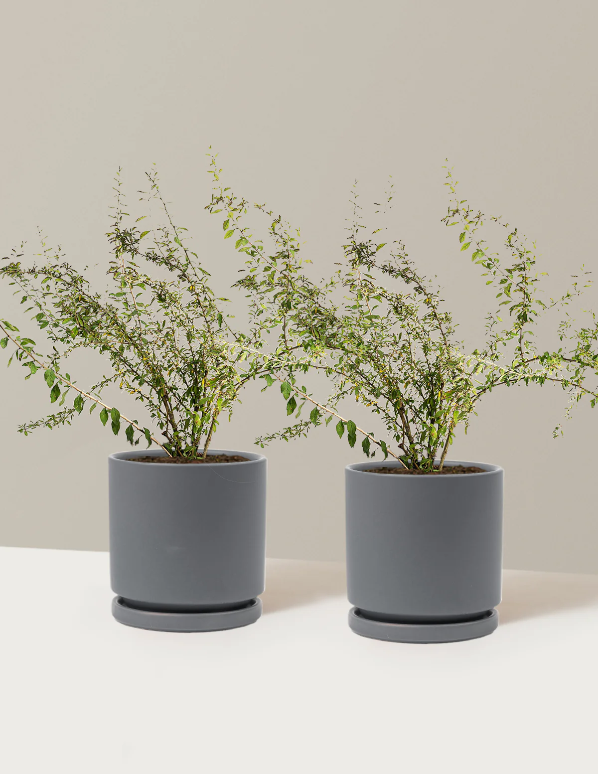 Goji Berry - Image 20