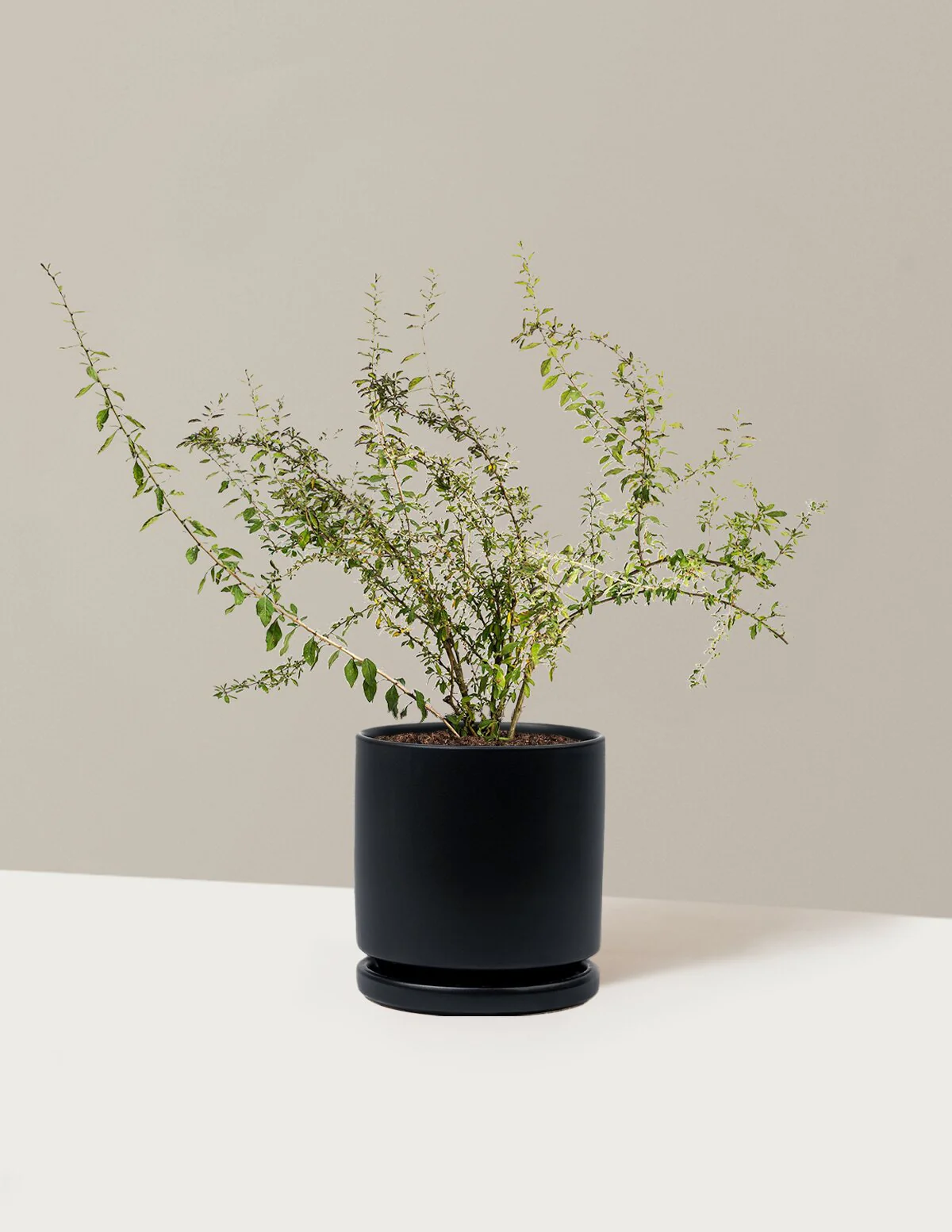 Goji Berry - Image 21