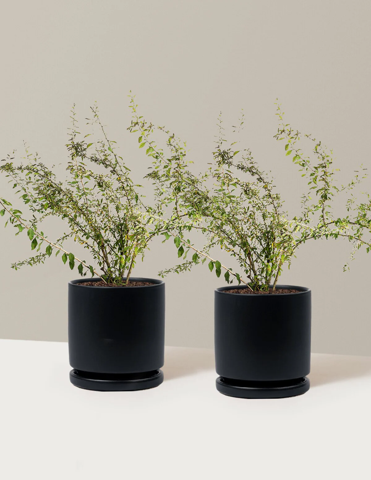 Goji Berry - Image 22
