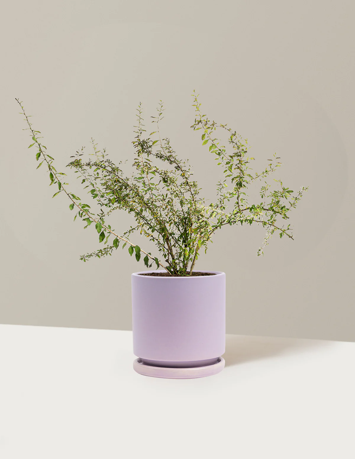 Goji Berry - Image 27