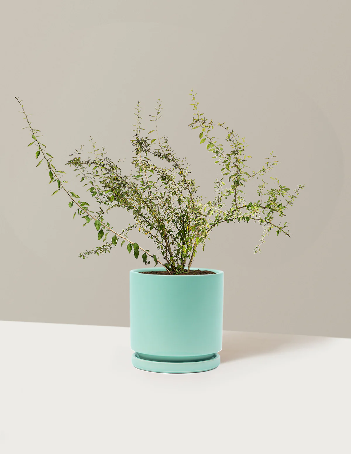 Goji Berry - Image 28