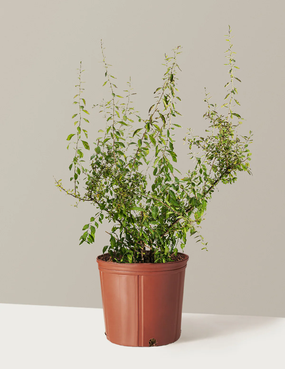 Goji Berry - Image 3