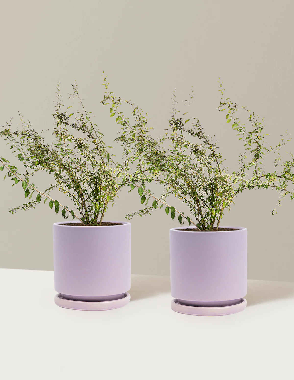 Goji Berry - Image 31