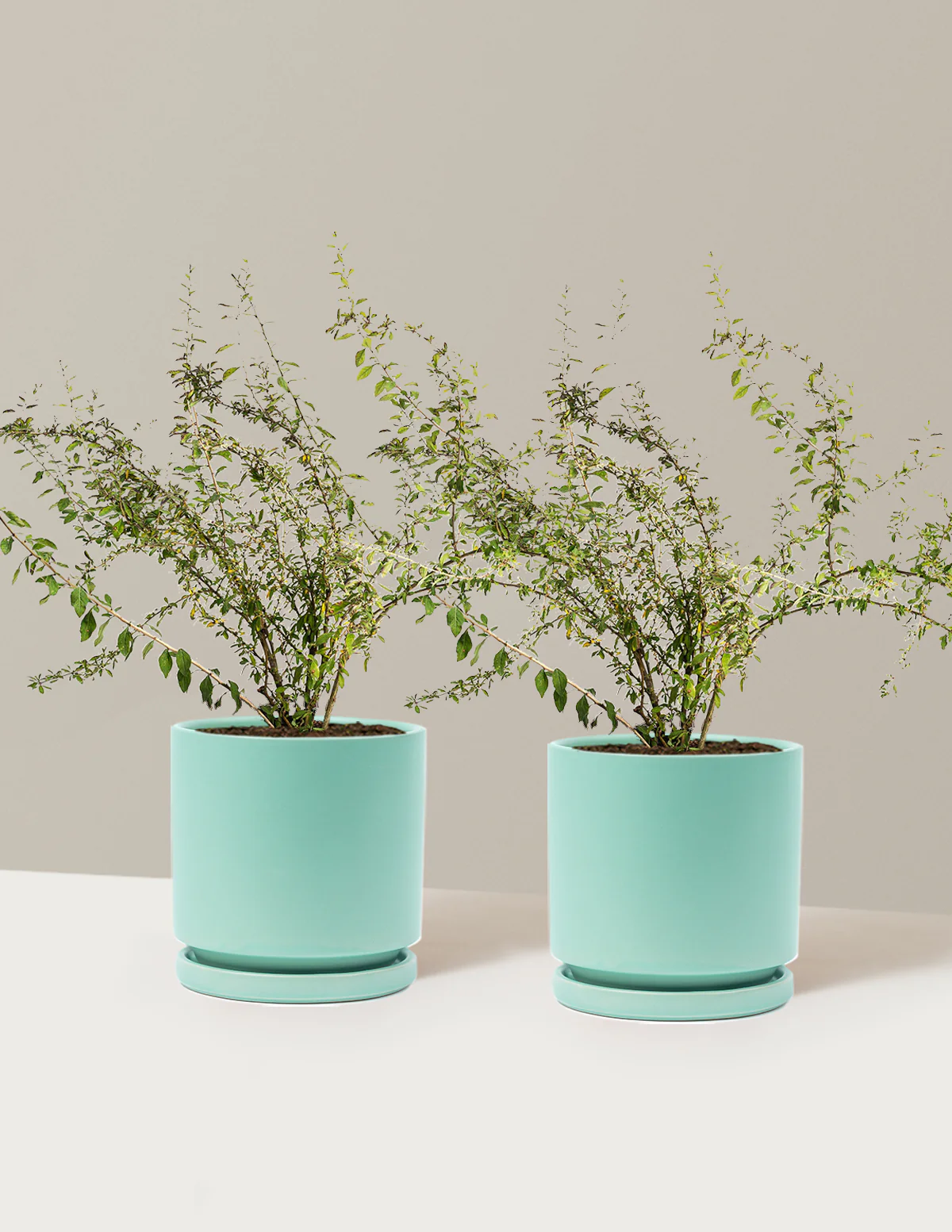 Goji Berry - Image 32