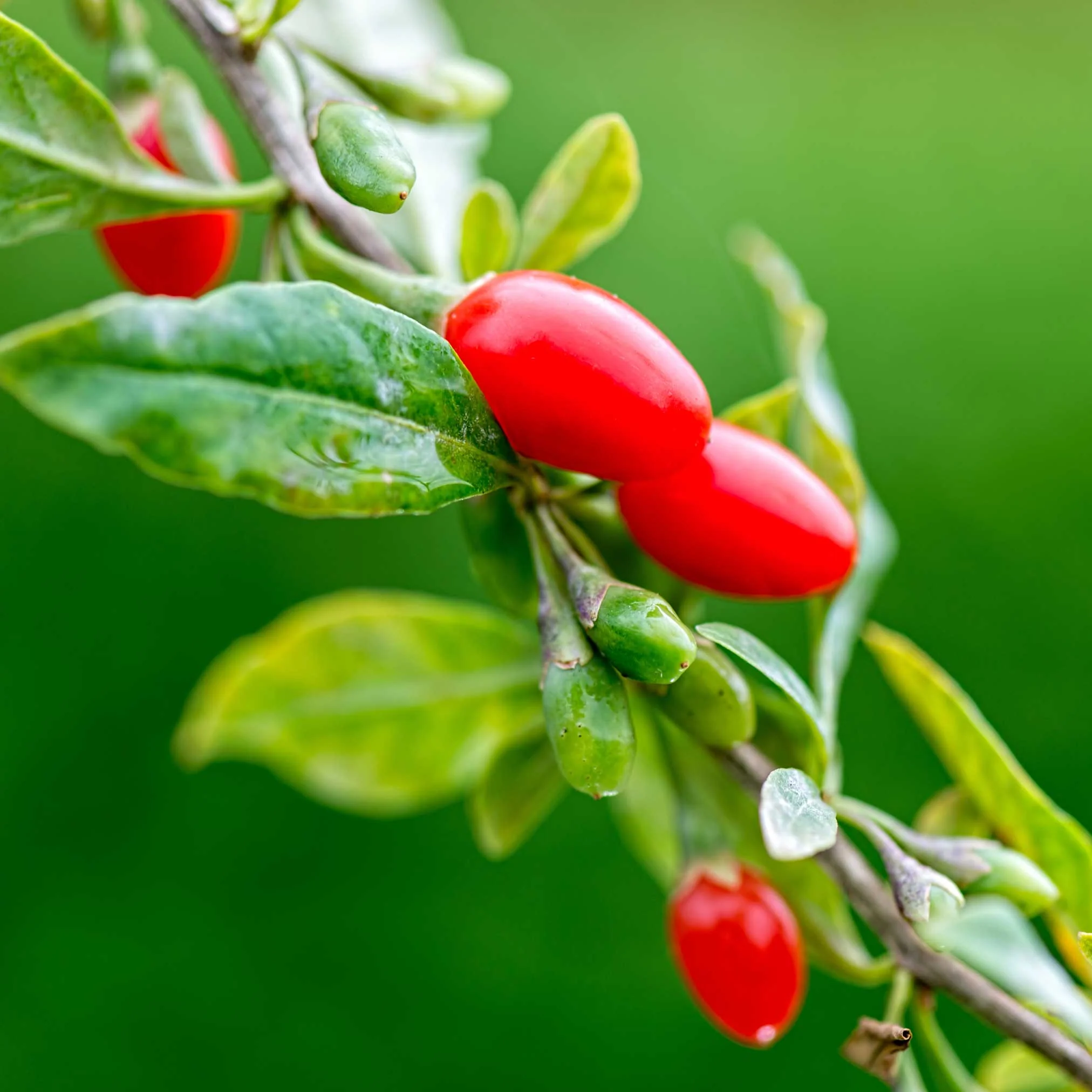 Goji Berry - Image 4