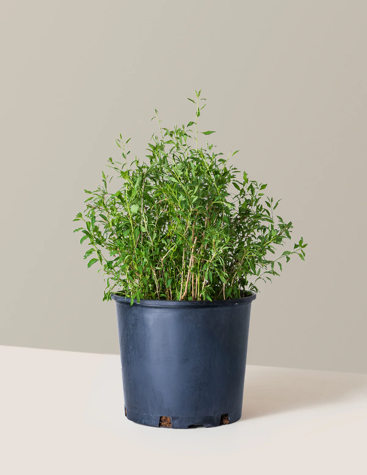 Goji Berry - Image 5