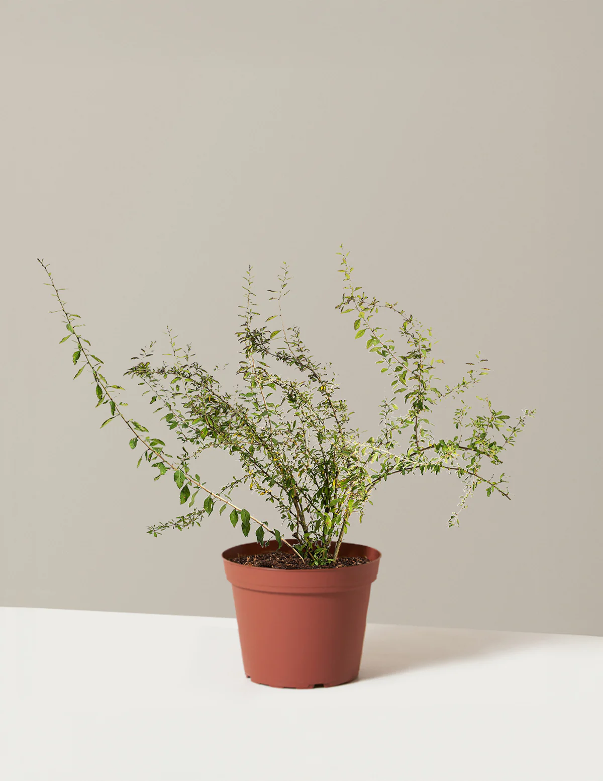 Goji Berry - Image 6