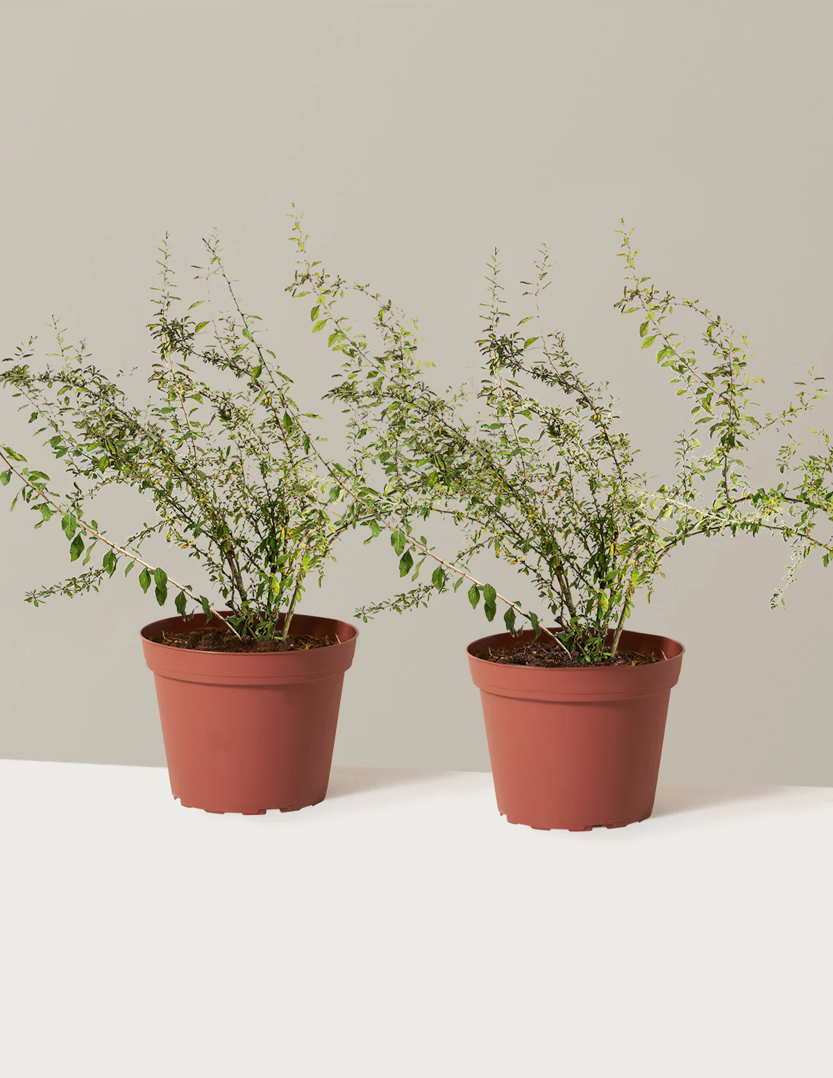 Goji Berry - Image 7