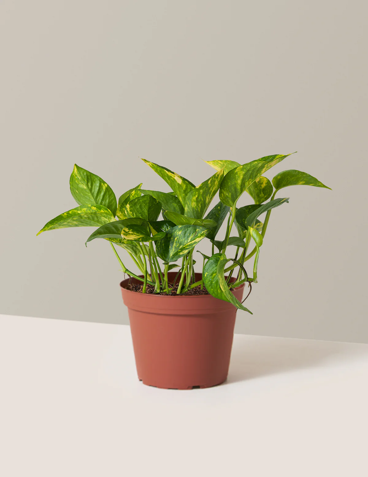 Golden Pothos - Image 10