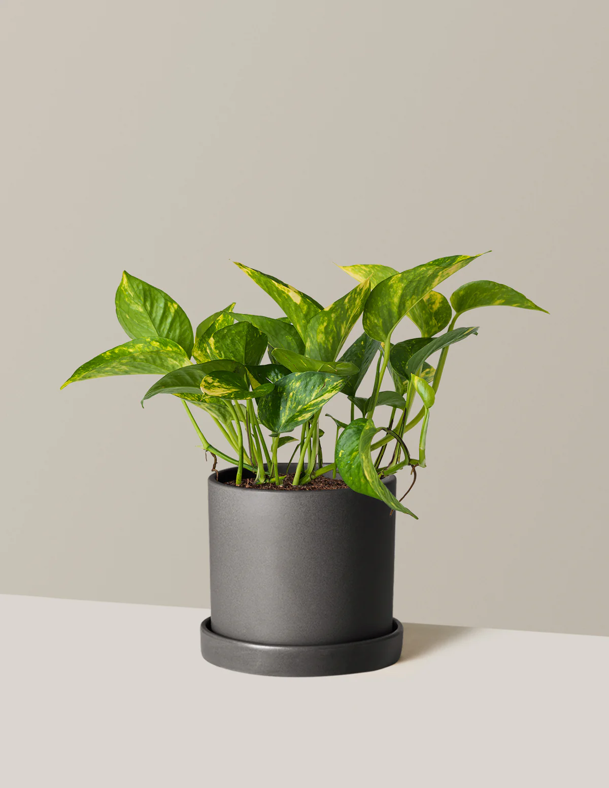 Golden Pothos - Image 11