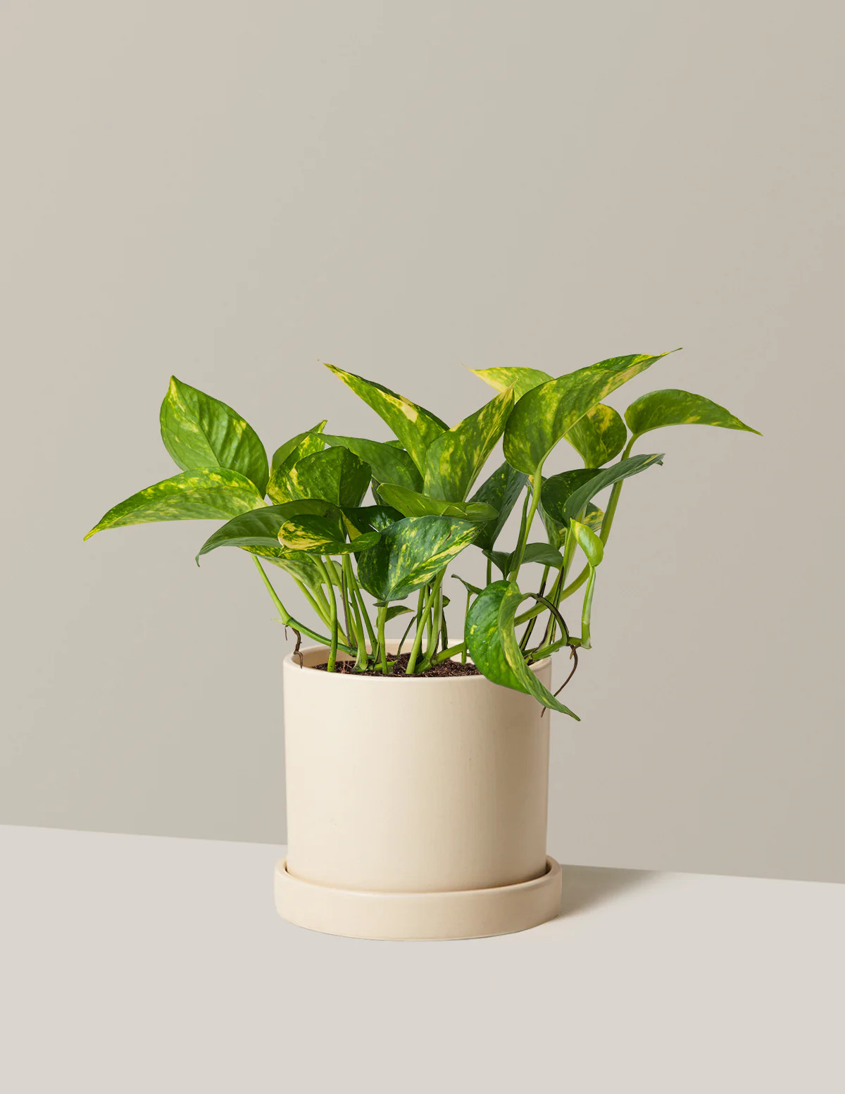 Golden Pothos - Image 12