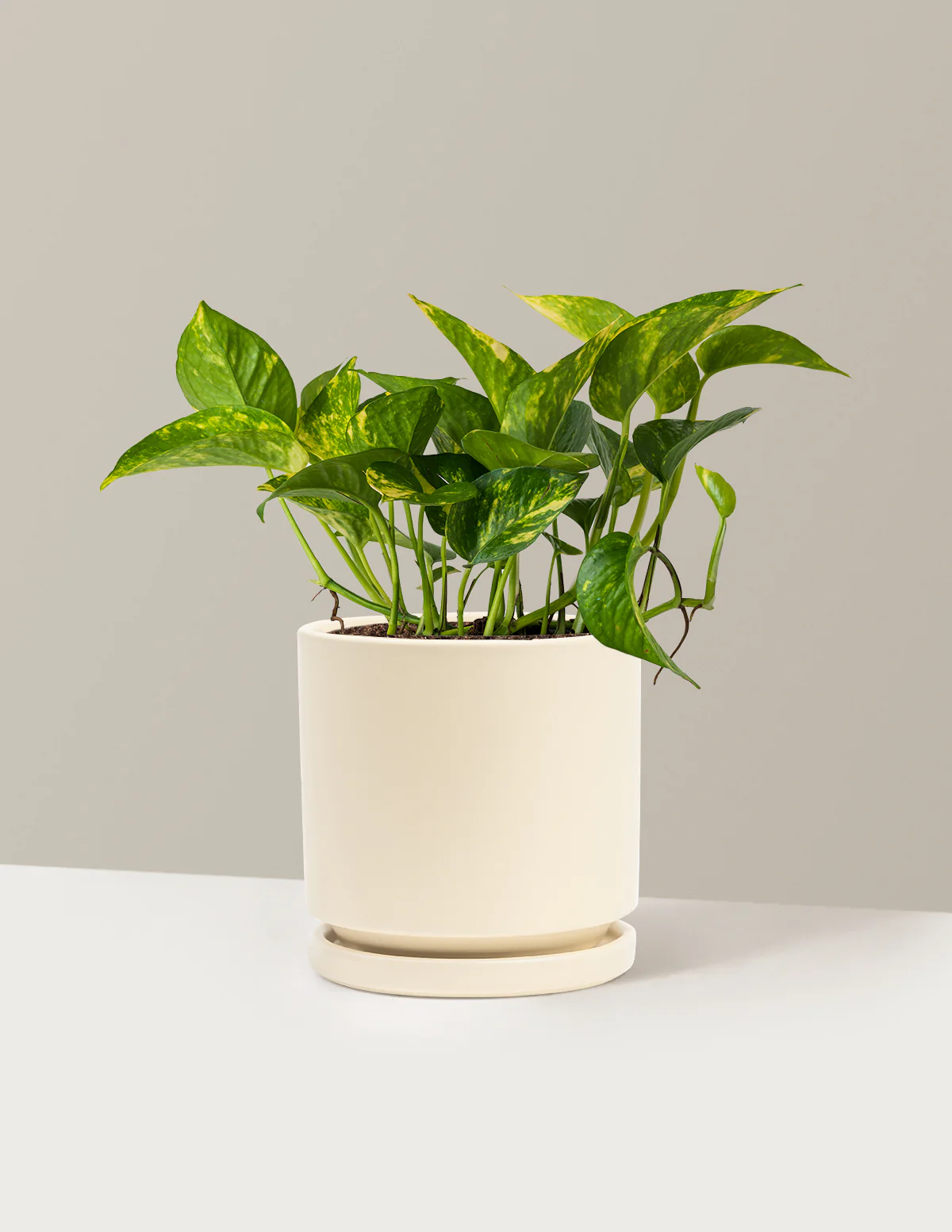 Golden Pothos - Image 13