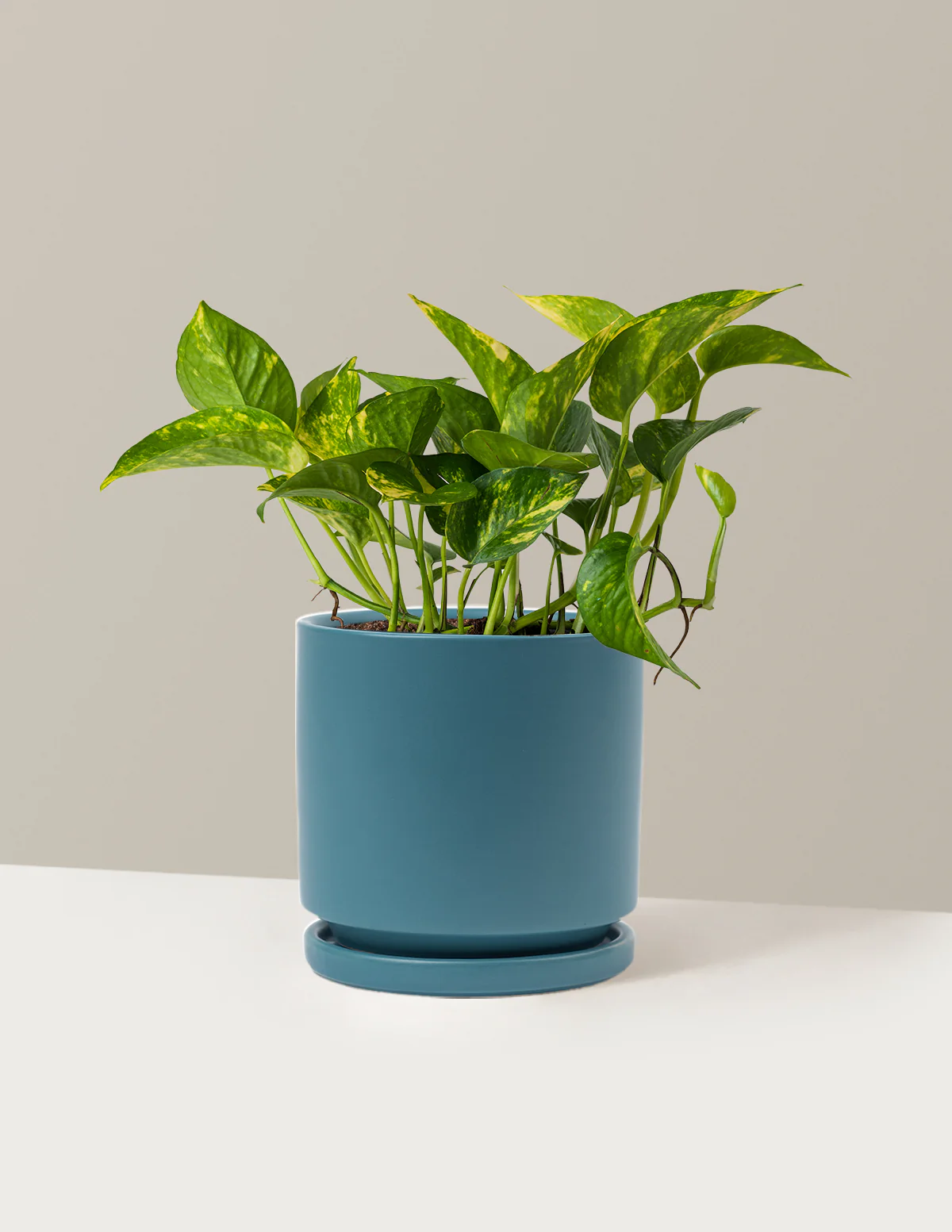 Golden Pothos - Image 14