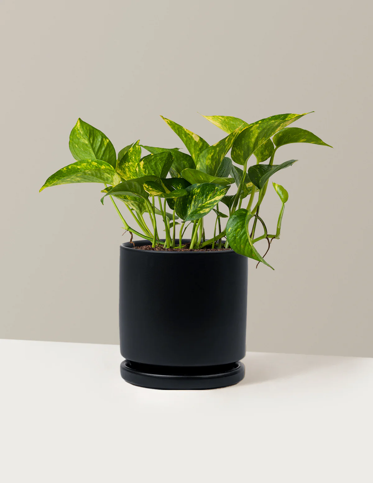Golden Pothos - Image 15