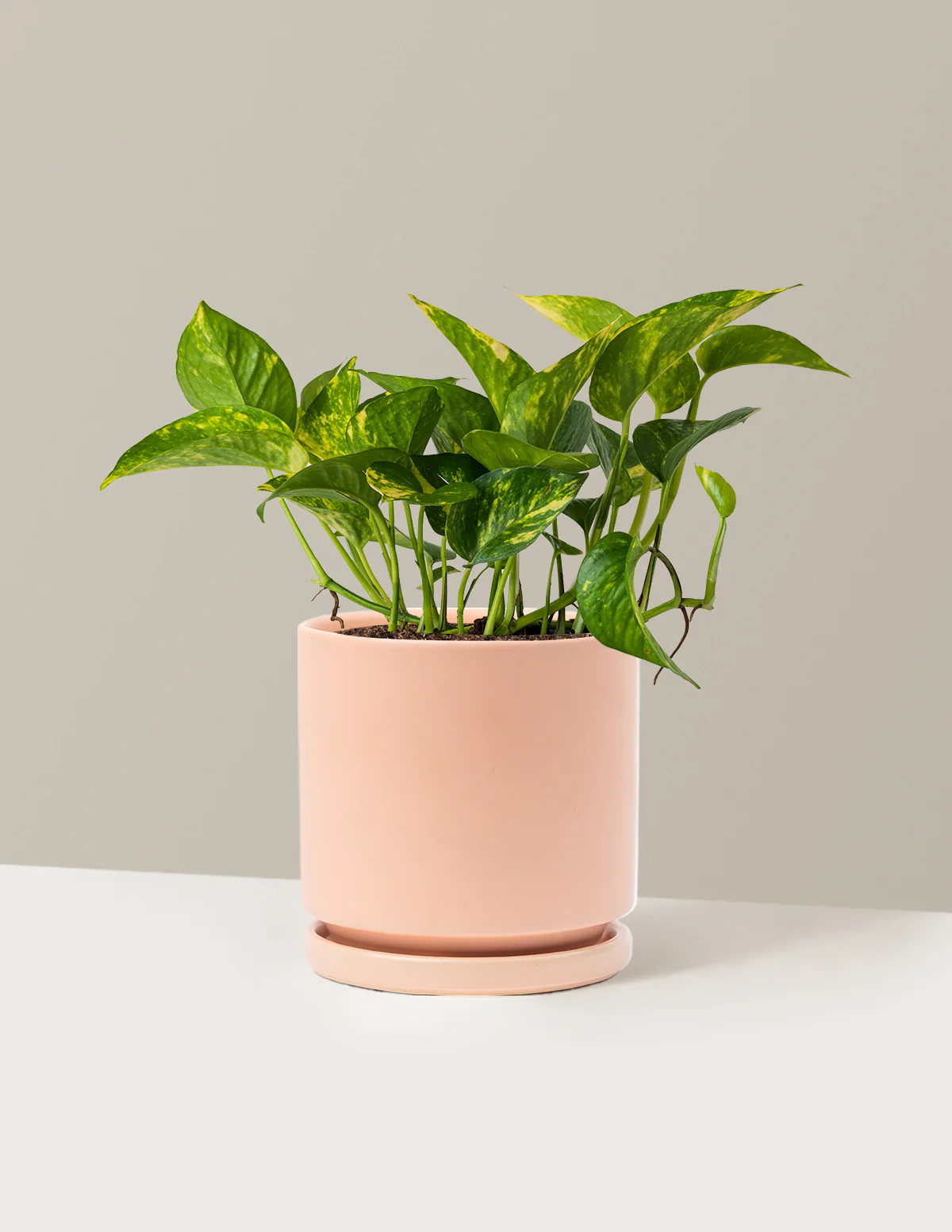 Golden Pothos - Image 16
