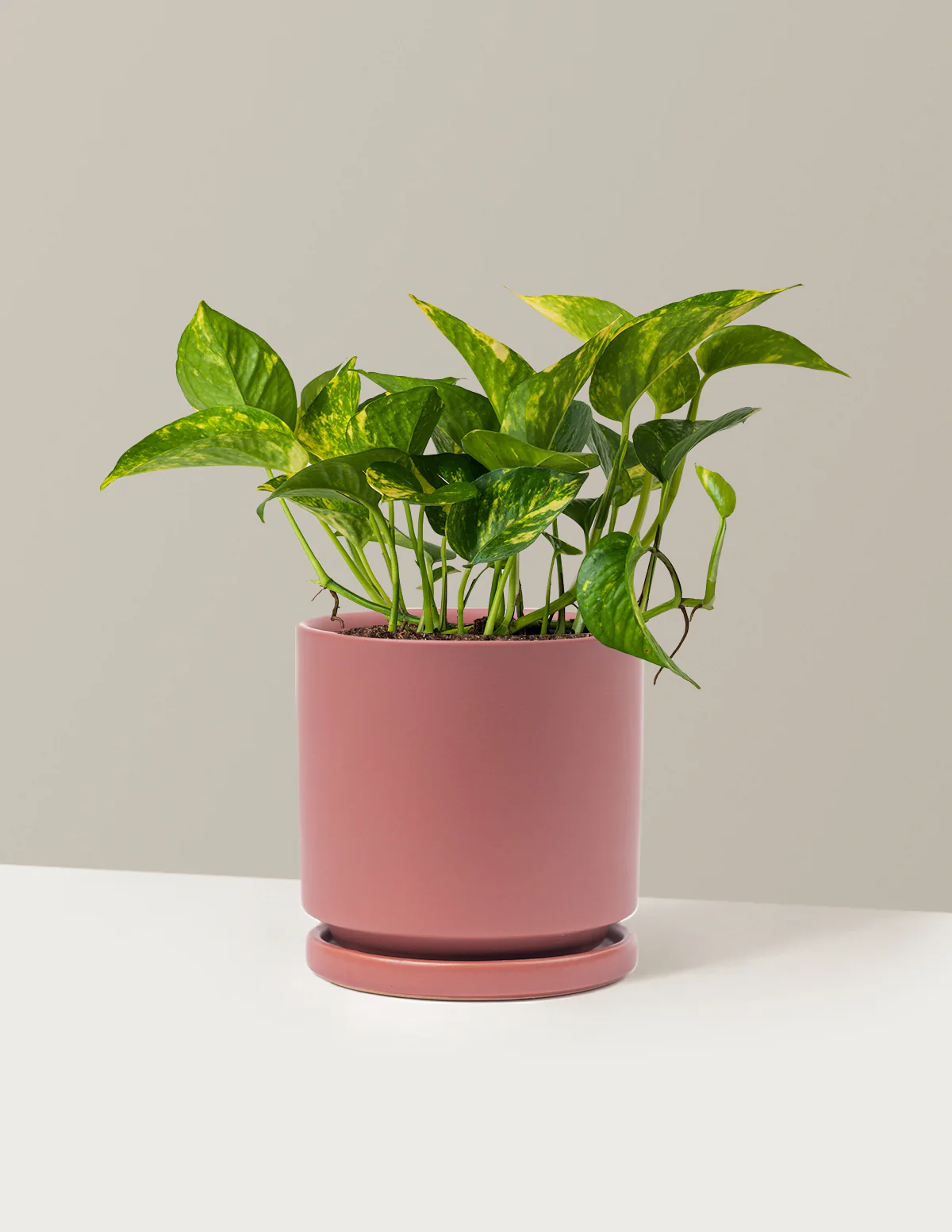 Golden Pothos - Image 17