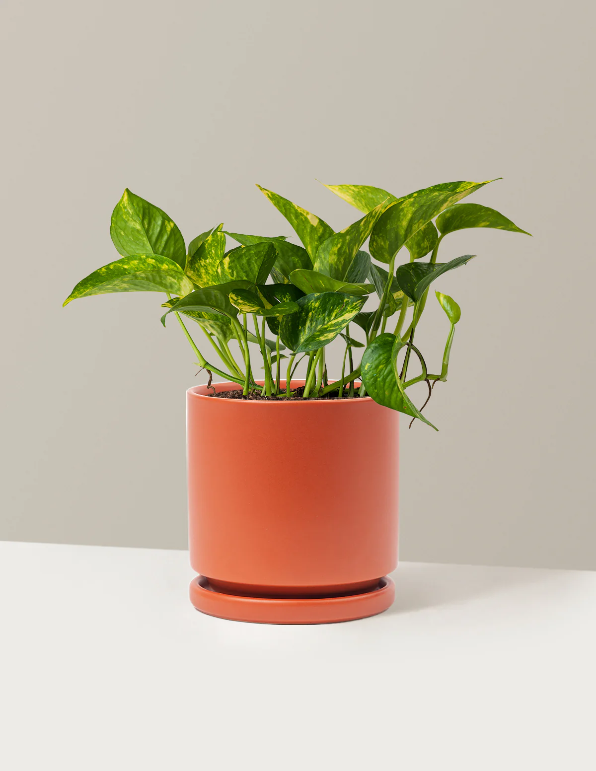 Golden Pothos - Image 19