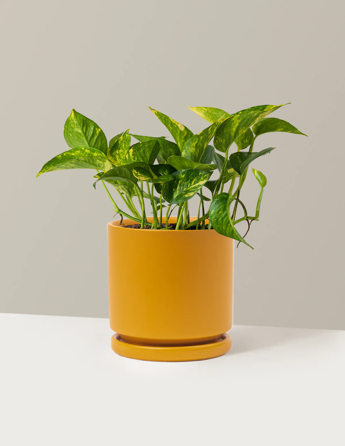 Golden Pothos - Image 2