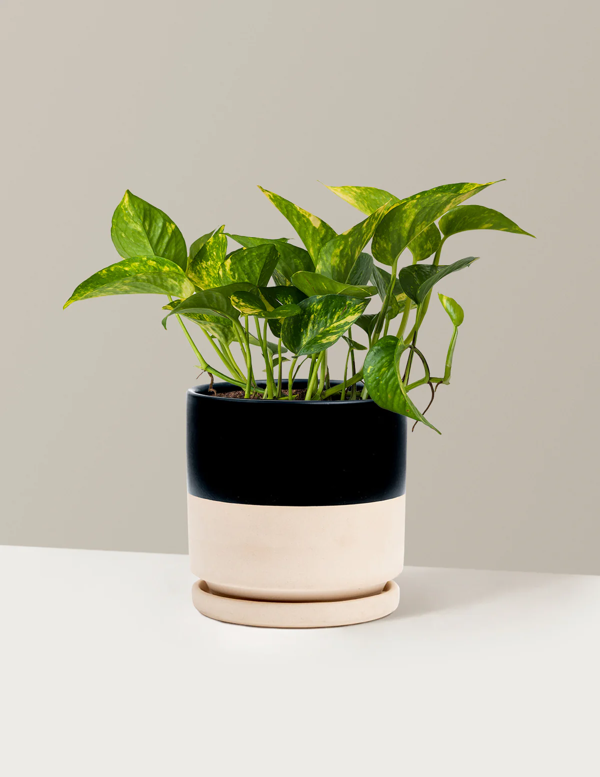 Golden Pothos - Image 20