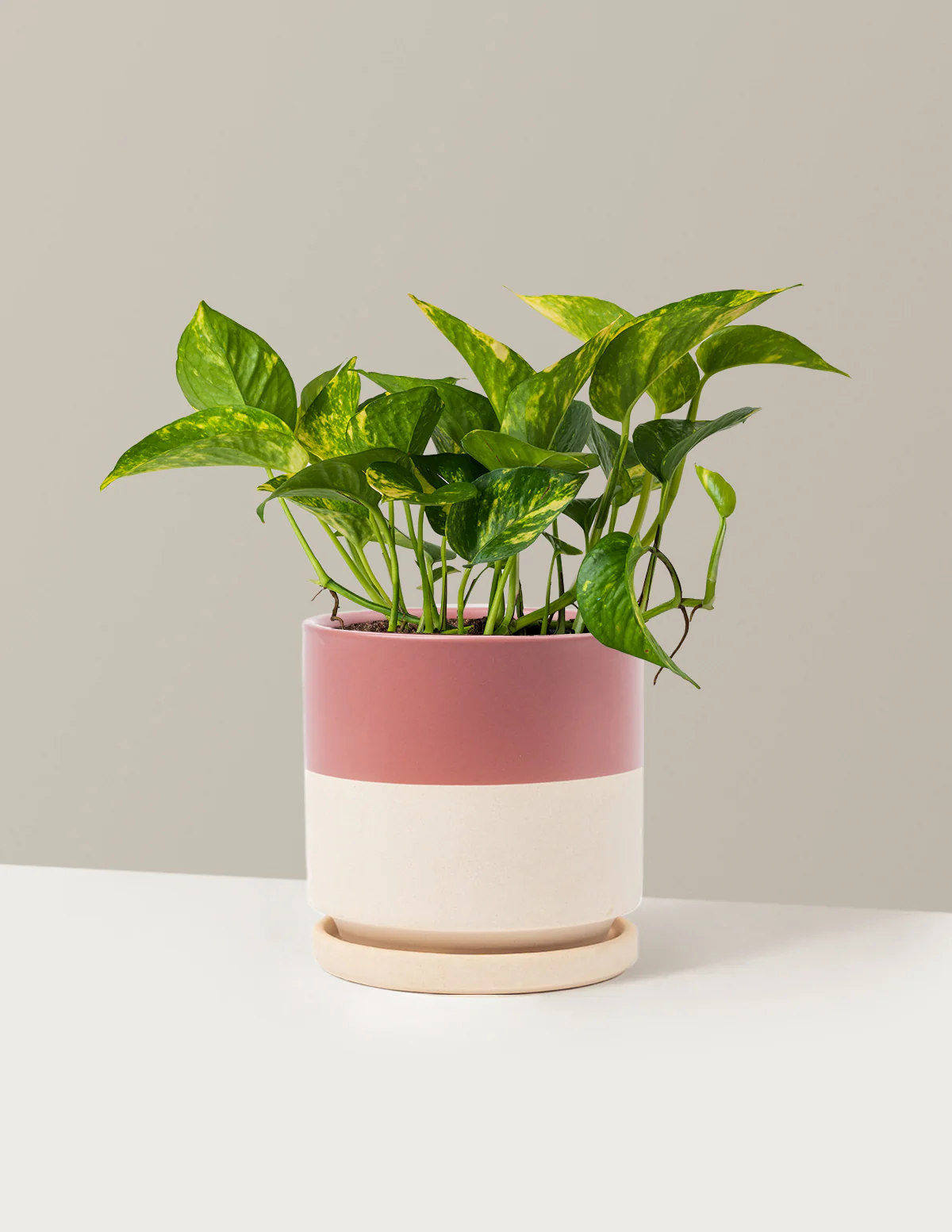 Golden Pothos - Image 21