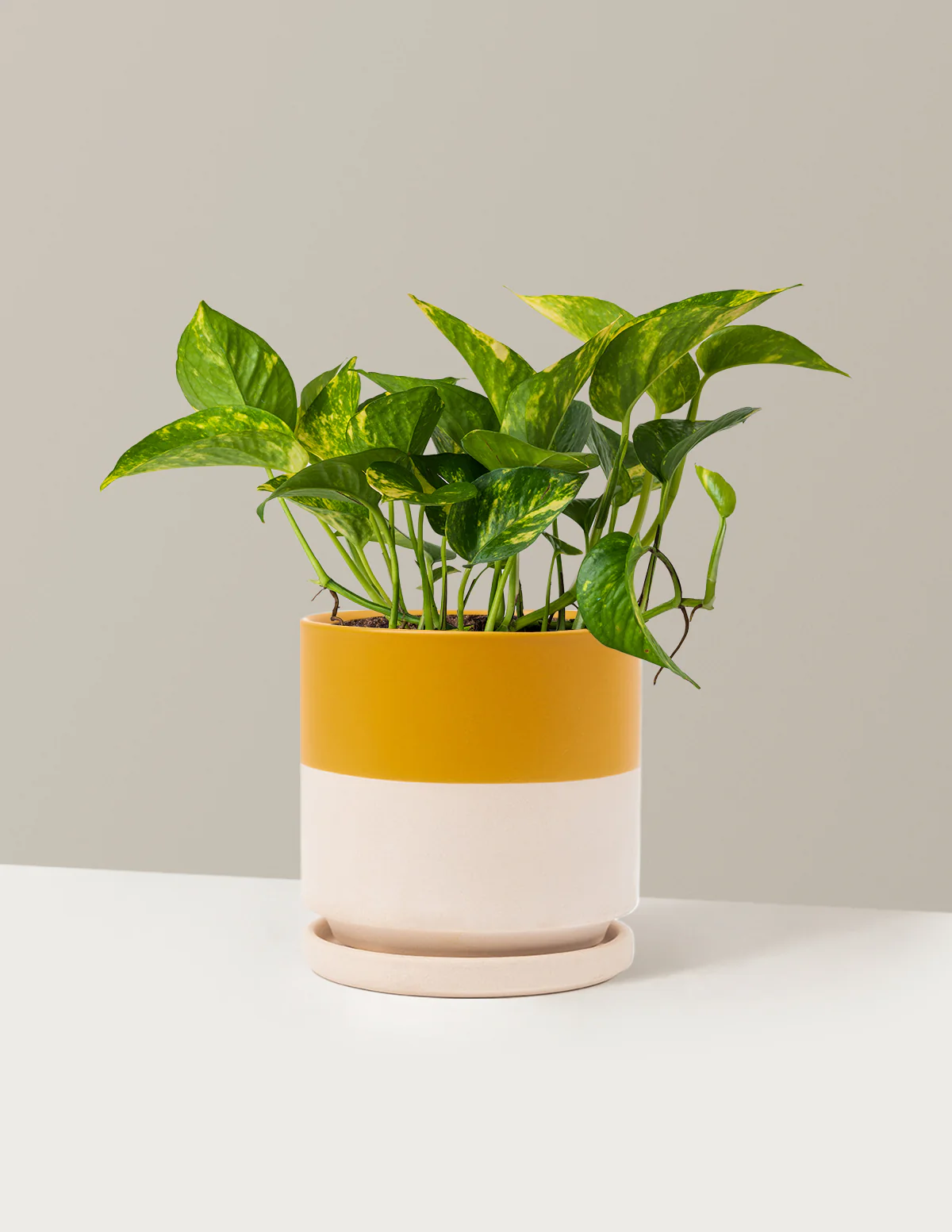 Golden Pothos - Image 22