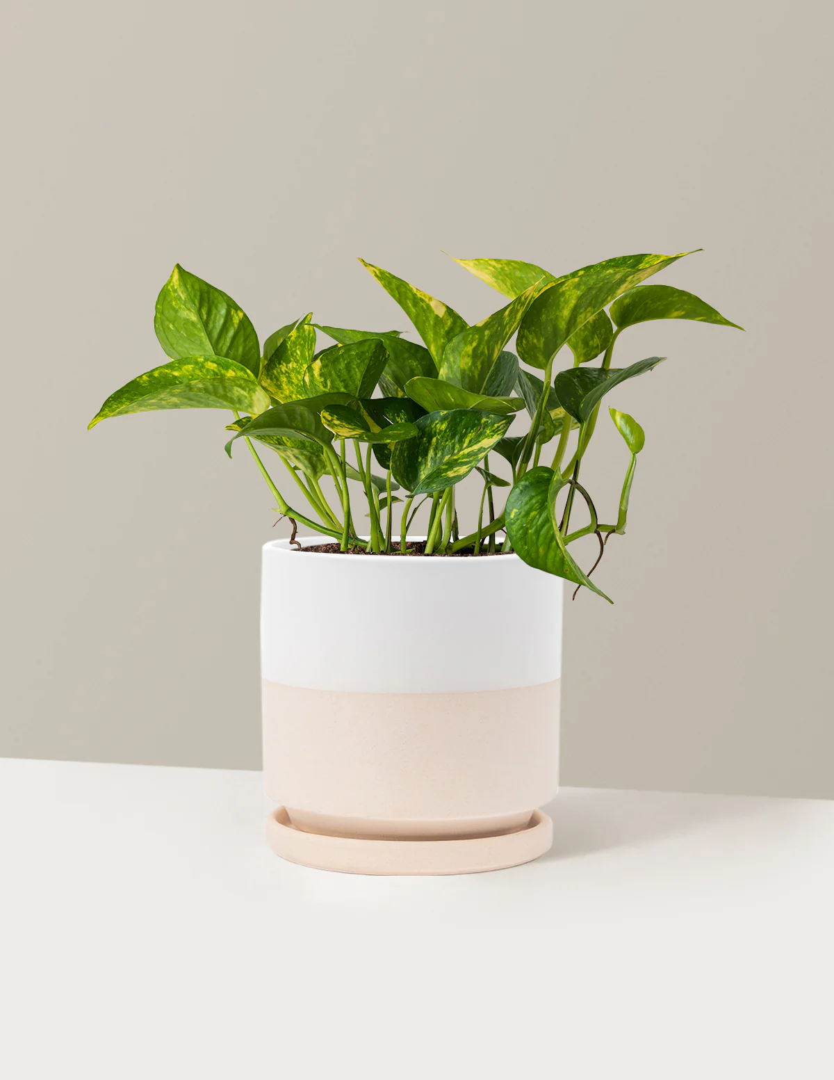 Golden Pothos - Image 23