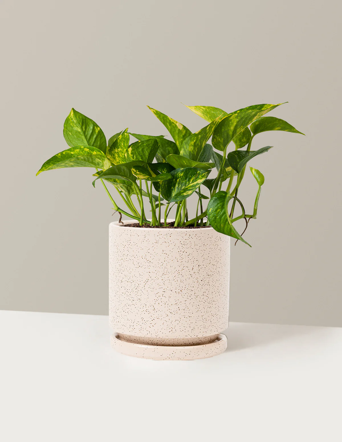 Golden Pothos - Image 24
