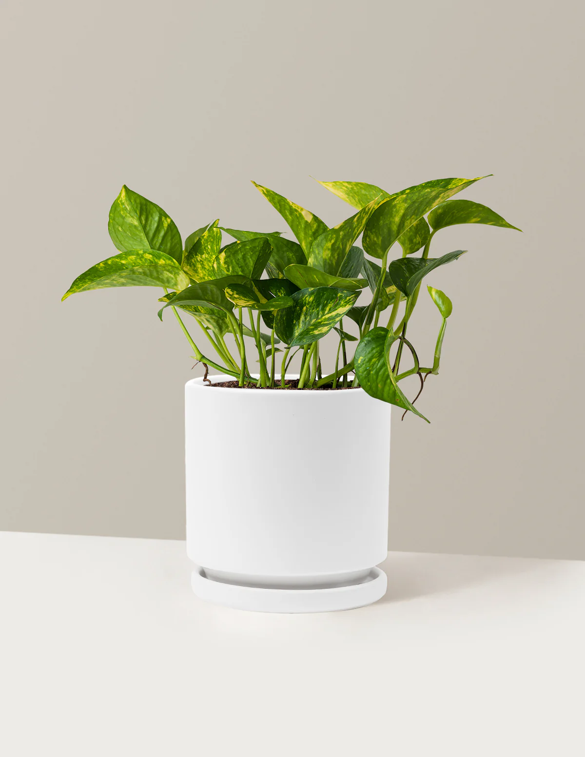 Golden Pothos - Image 25