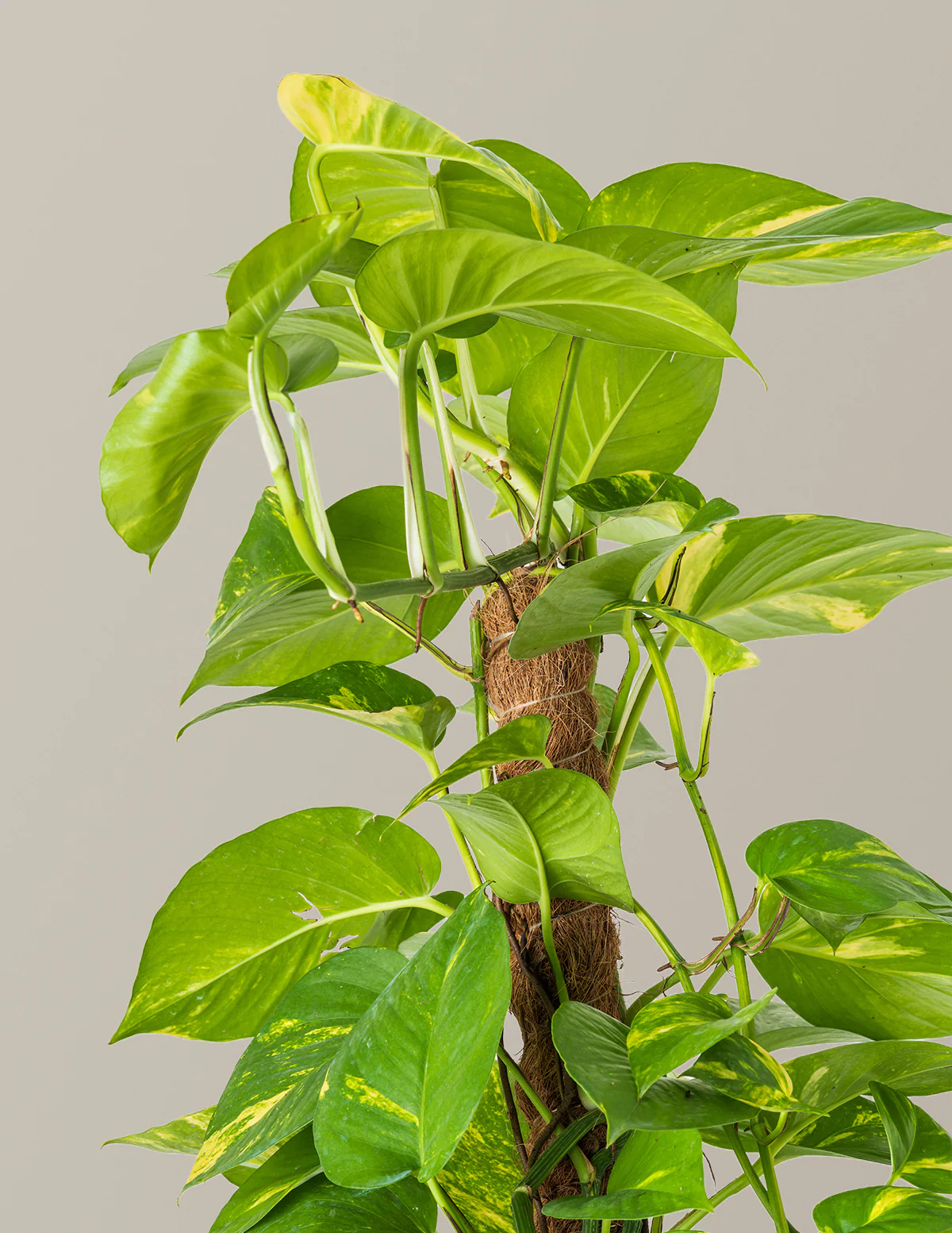 Golden Pothos Totem - Image 4