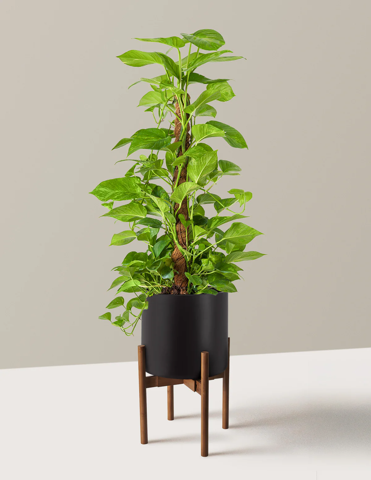 Golden Pothos Totem - Image 24