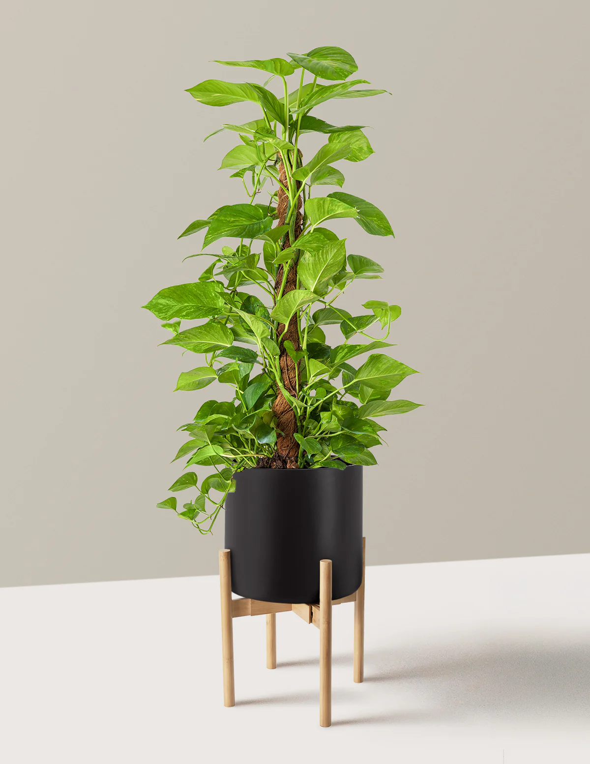 Golden Pothos Totem - Image 25