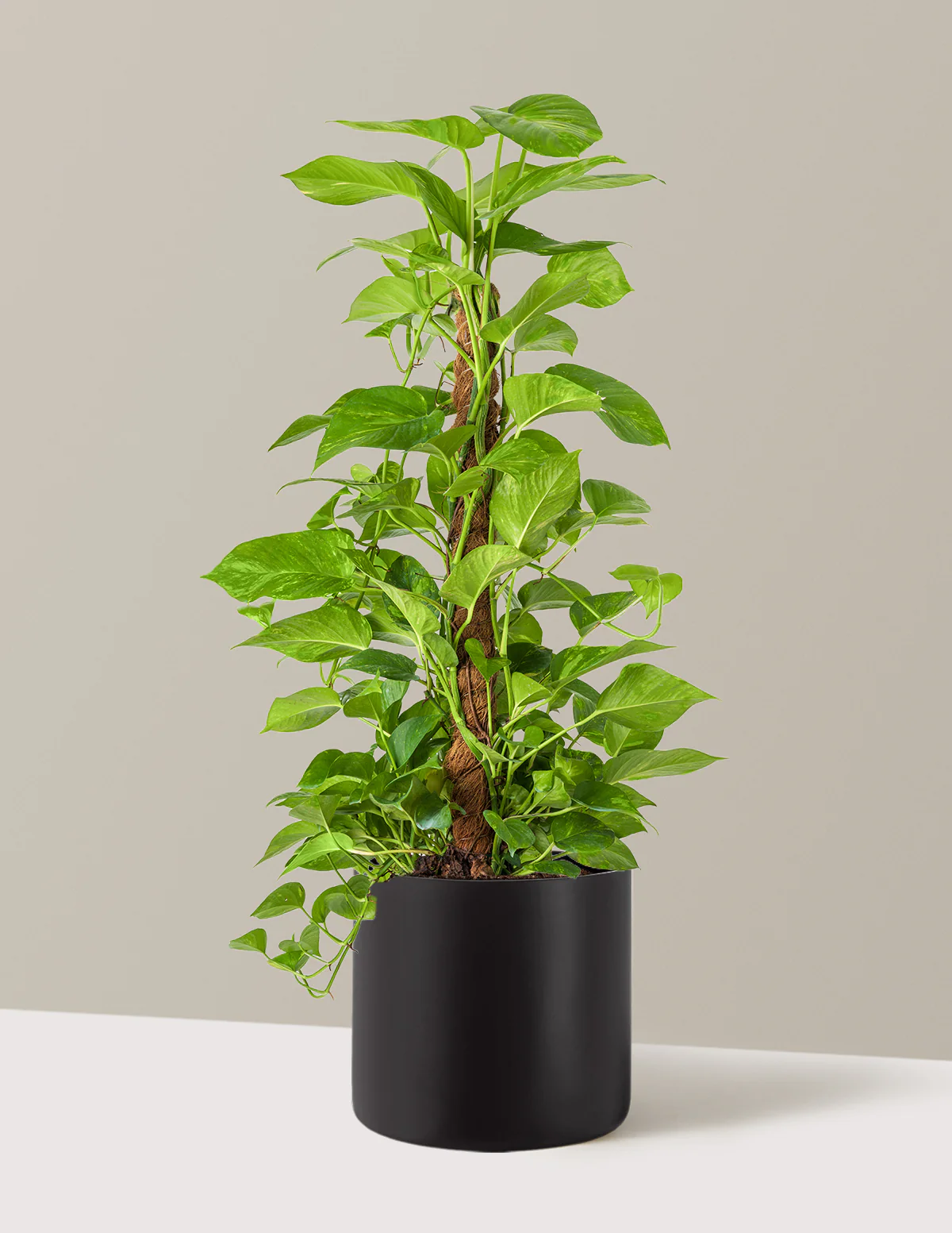 Golden Pothos Totem - Image 19