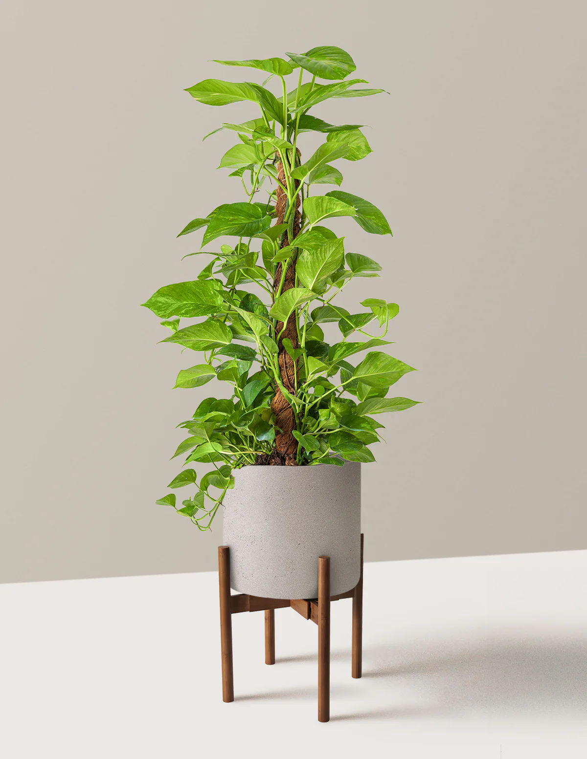 Golden Pothos Totem - Image 21