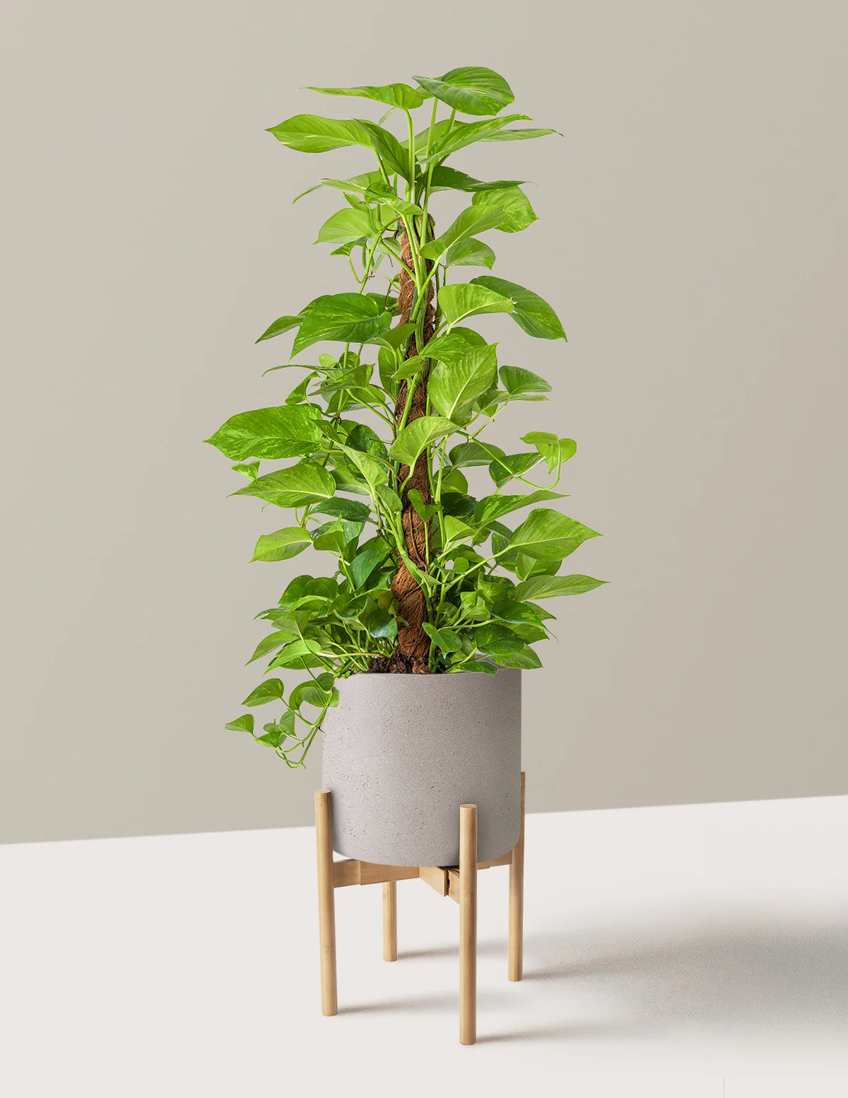 Golden Pothos Totem - Image 14