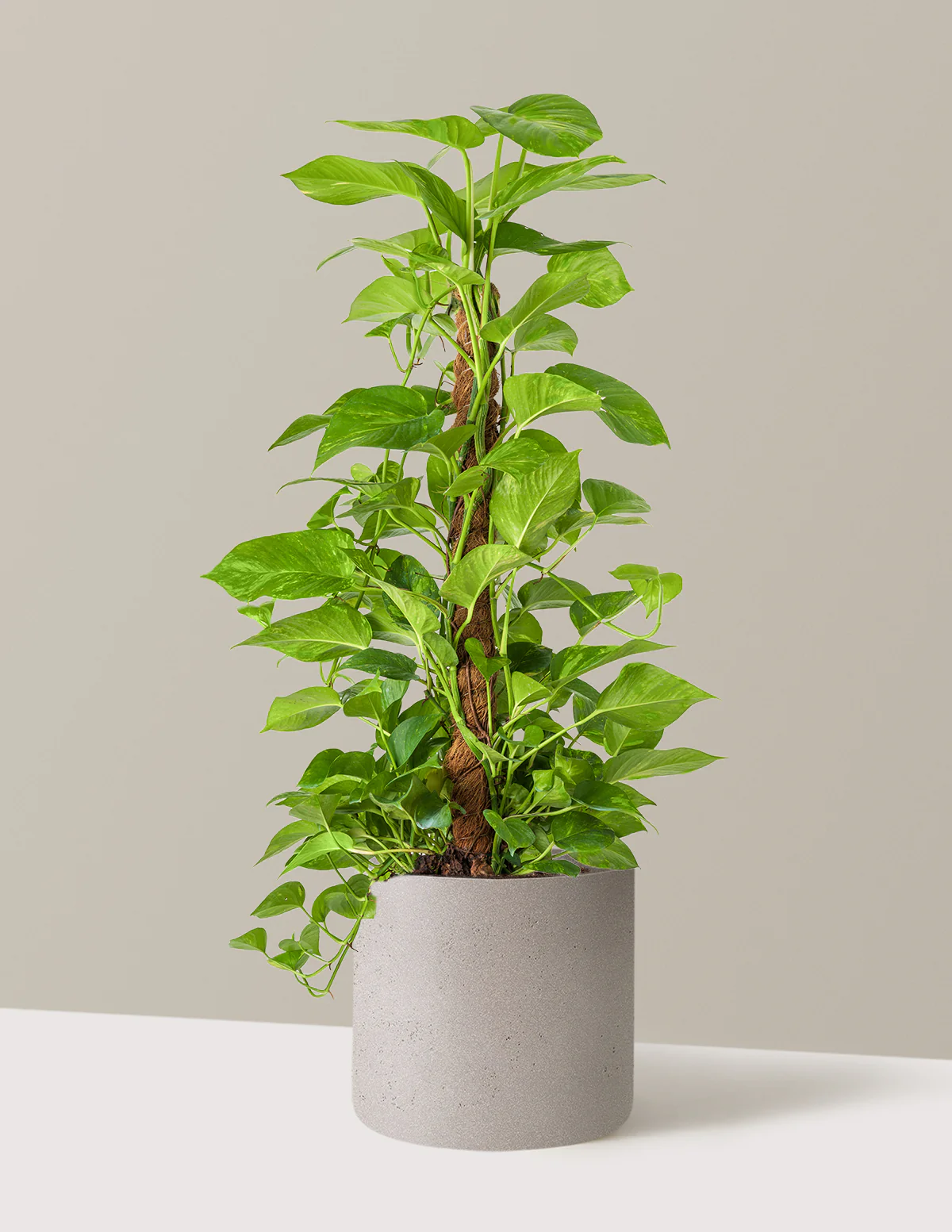 Golden Pothos Totem - Image 6