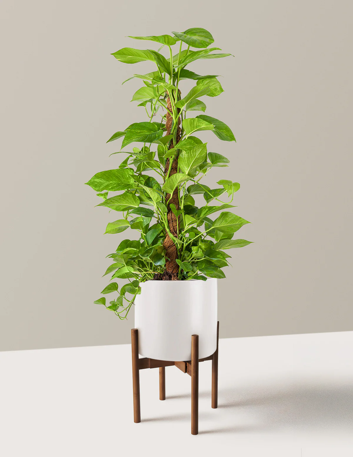 Golden Pothos Totem - Image 7