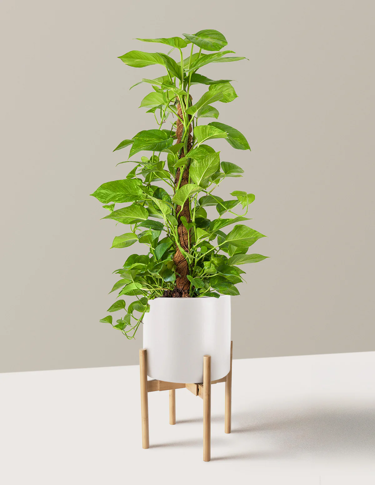 Golden Pothos Totem - Image 22