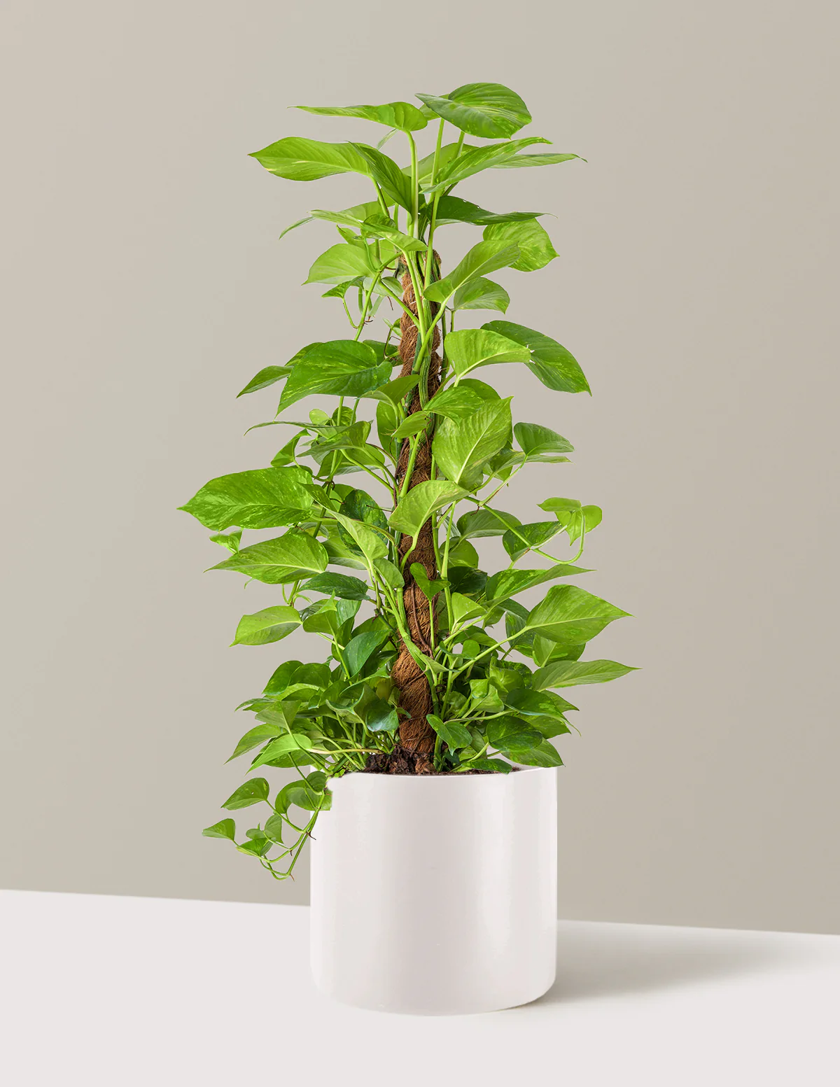 Golden Pothos Totem - Image 16
