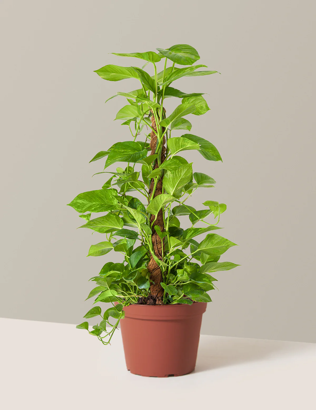 Golden Pothos Totem - Image 17