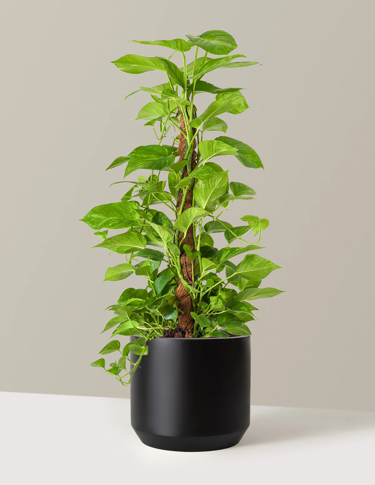 Golden Pothos Totem - Image 12