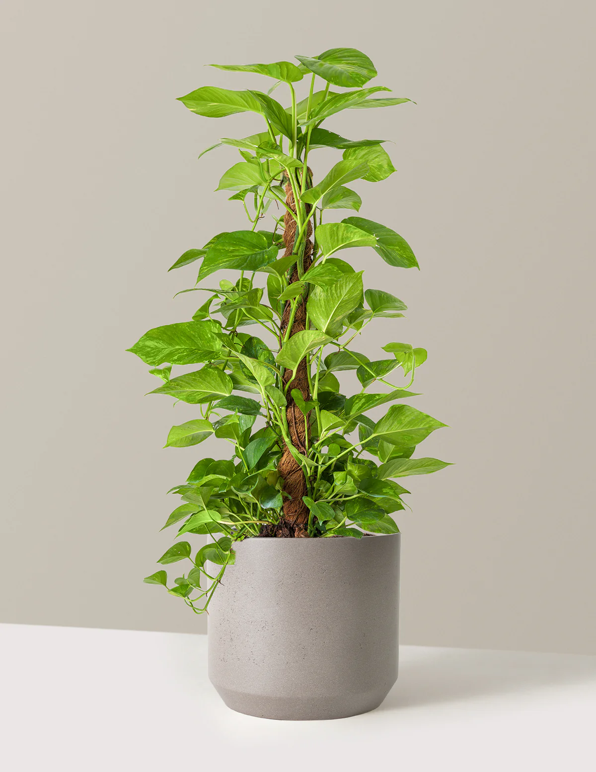 Golden Pothos Totem - Image 8
