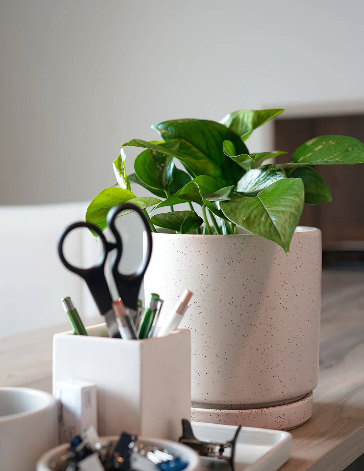 Golden Pothos - Image 4