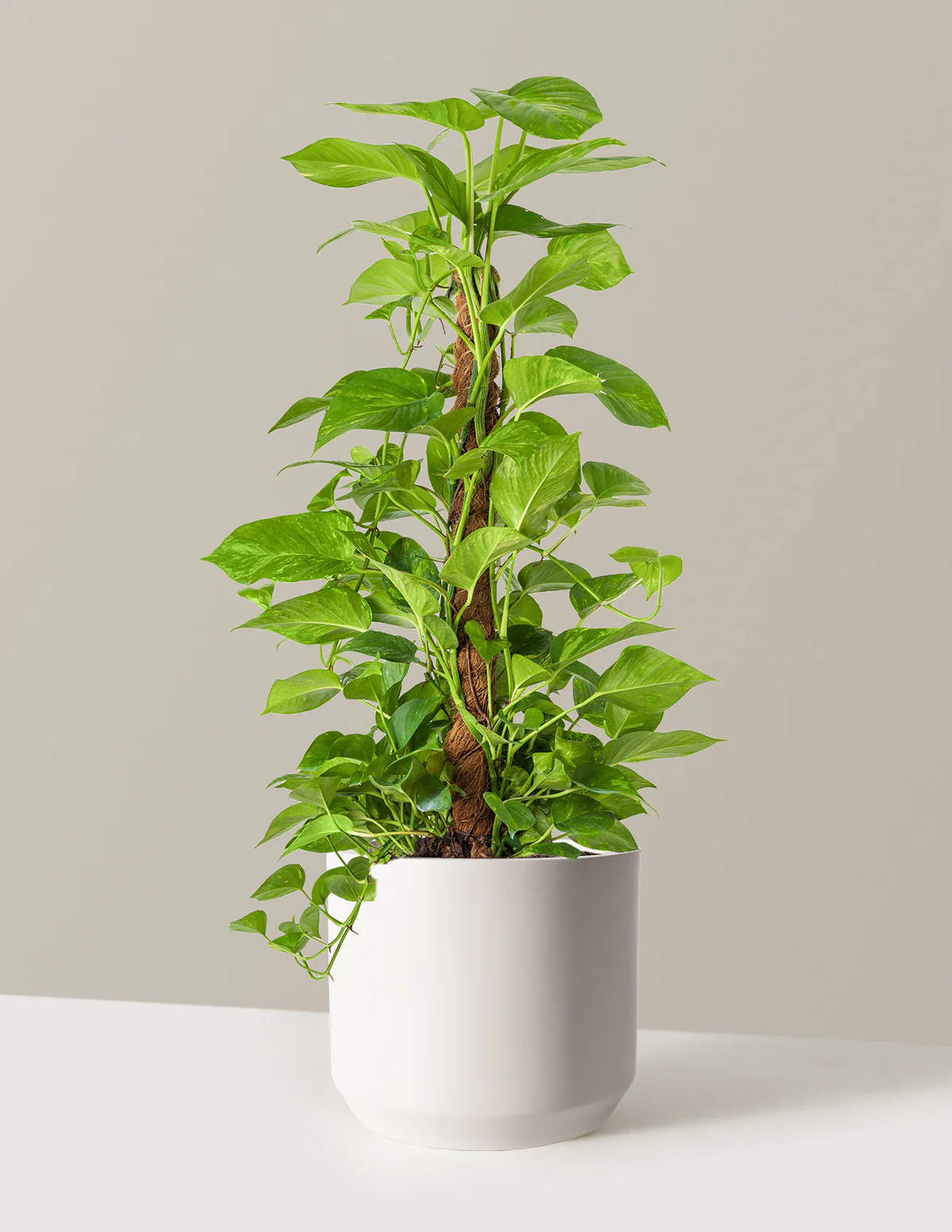 Golden Pothos Totem - Image 13
