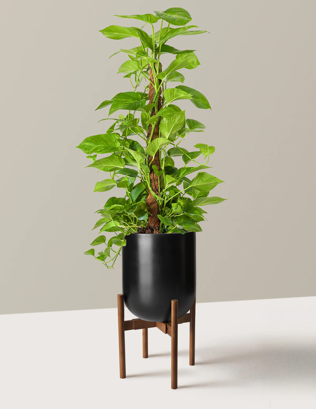 Golden Pothos Totem - Image 20