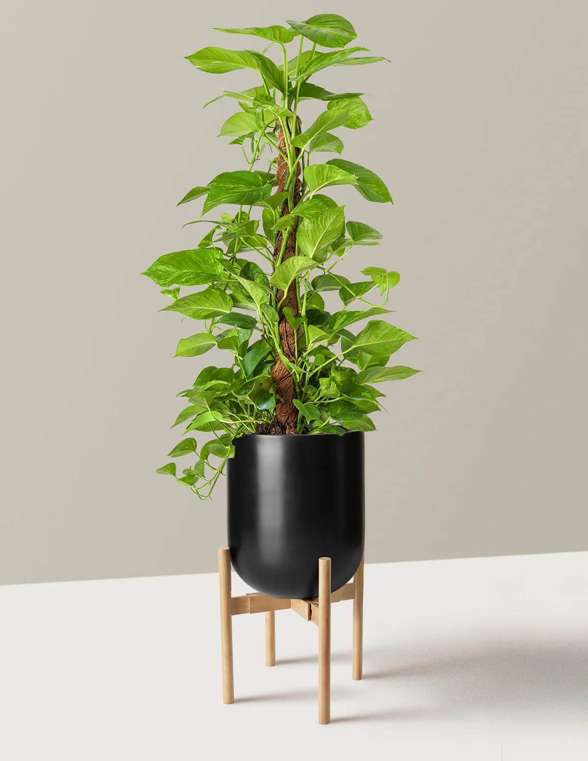 Golden Pothos Totem - Image 23
